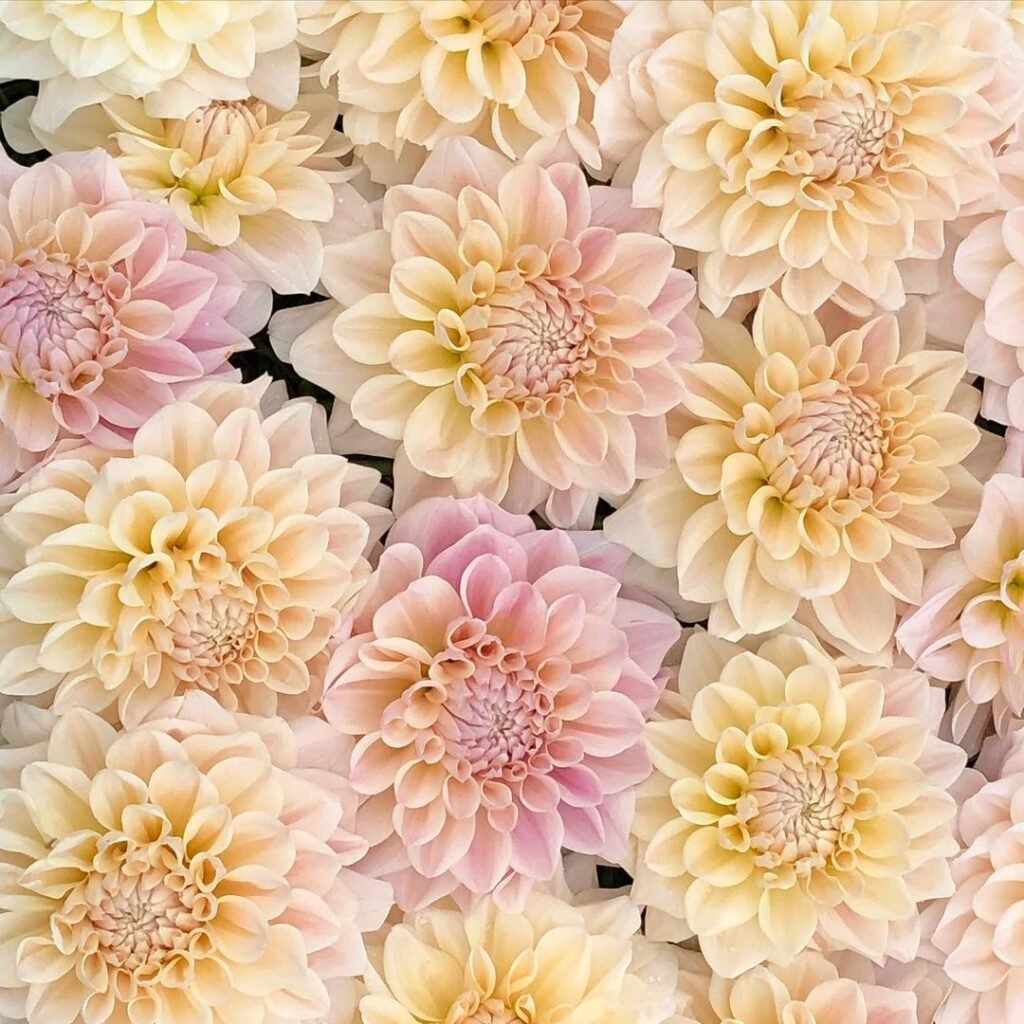 A vibrant display of pink and yellow dahlias in full bloom, showcasing their intricate petals and lush greenery.
