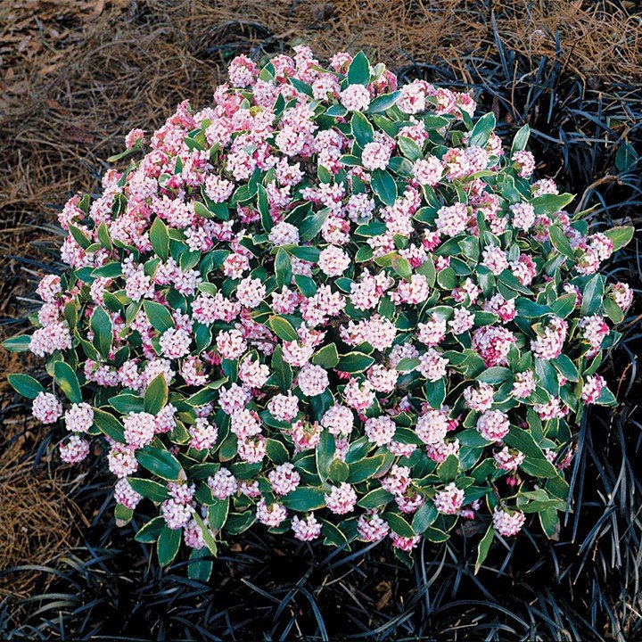  A vibrant Daphne flower blooming in a decorative pot, showcasing its delicate petals and lush green leaves.