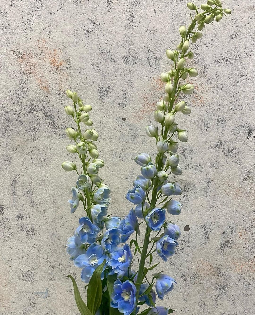  A vase filled with vibrant blue delphinium flowers elegantly placed on a wooden table.