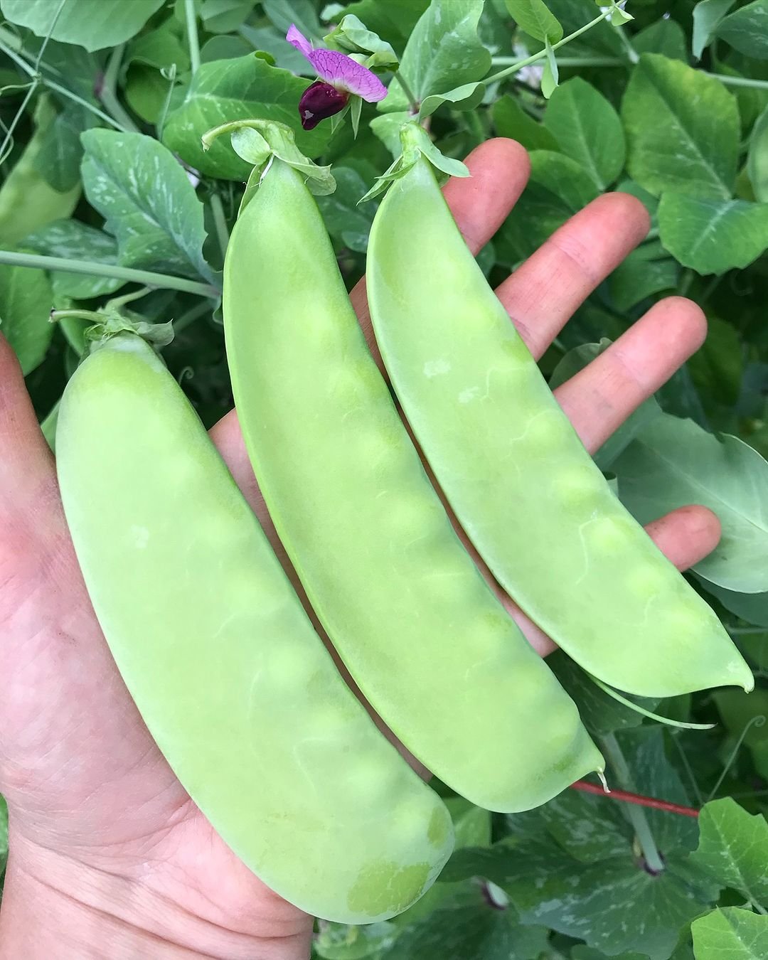 A hand holding three dwarf green peas surrounded by vibrant green leaves, showcasing freshness and natural beauty.