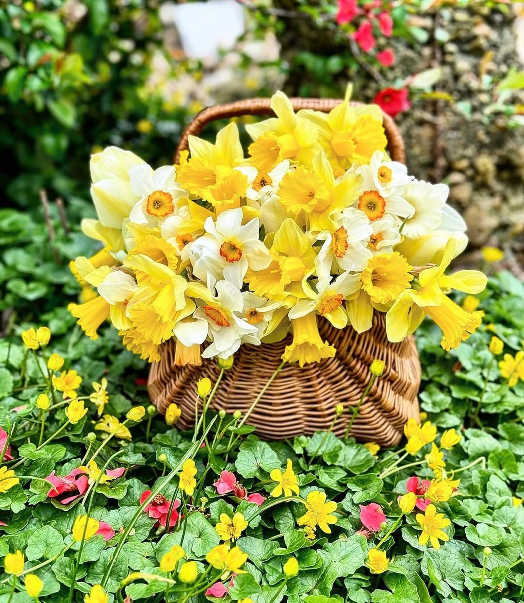 A colorful basket filled with bright yellow daffodils resting on a green field, embodying the spirit of Easter and renewal.