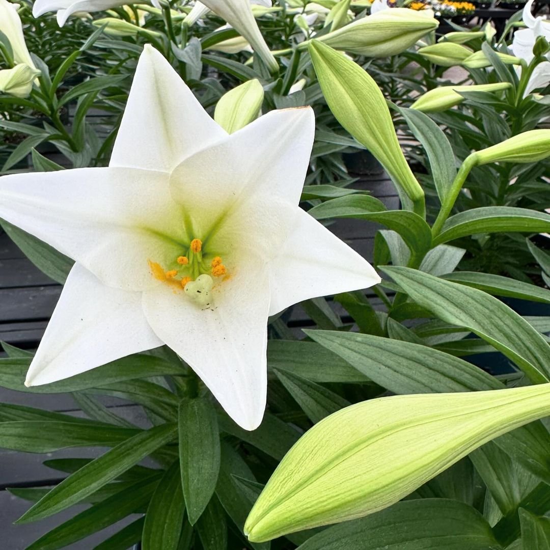 A beautiful white Easter Lily flourishing in a pot, its elegant petals radiating purity and tranquility.
