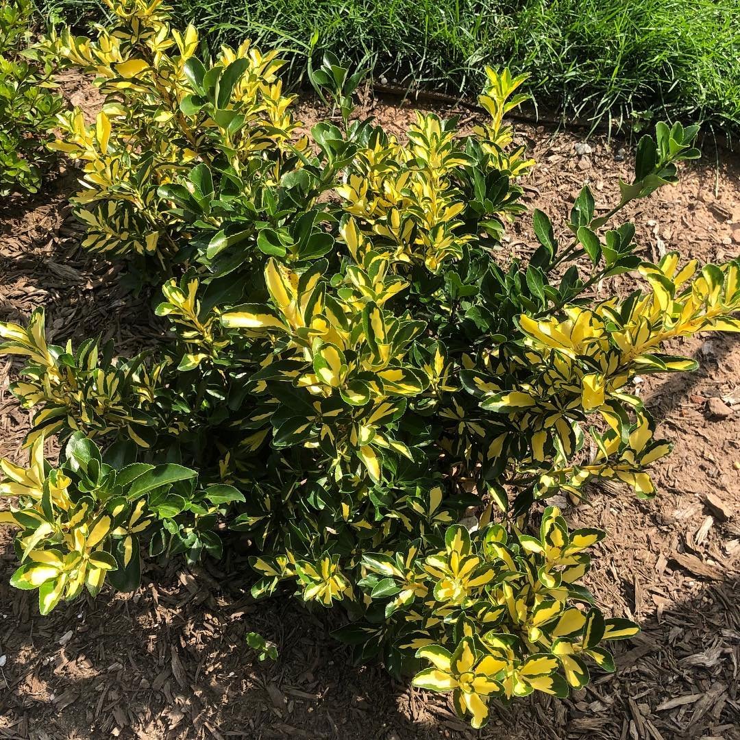  A bush featuring a mix of vibrant yellow and green leaves, showcasing the beauty of Euonymus foliage in autumn.
