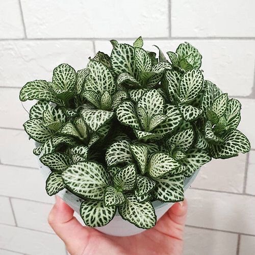 A person holding a small Fittonia plant with green leaves.