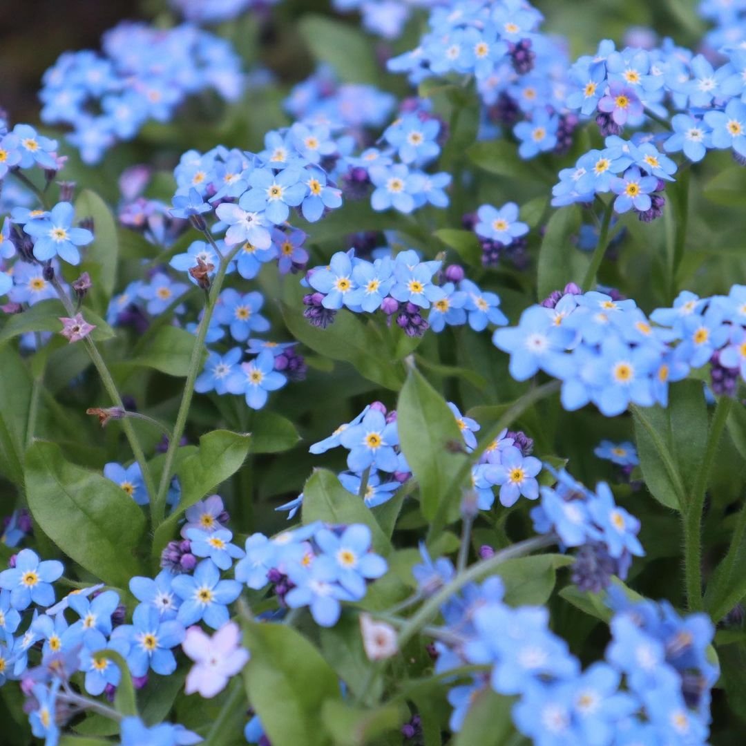 A vibrant cluster of forget-me-nots blooming in a lush garden, showcasing their delicate blue petals and green foliage.