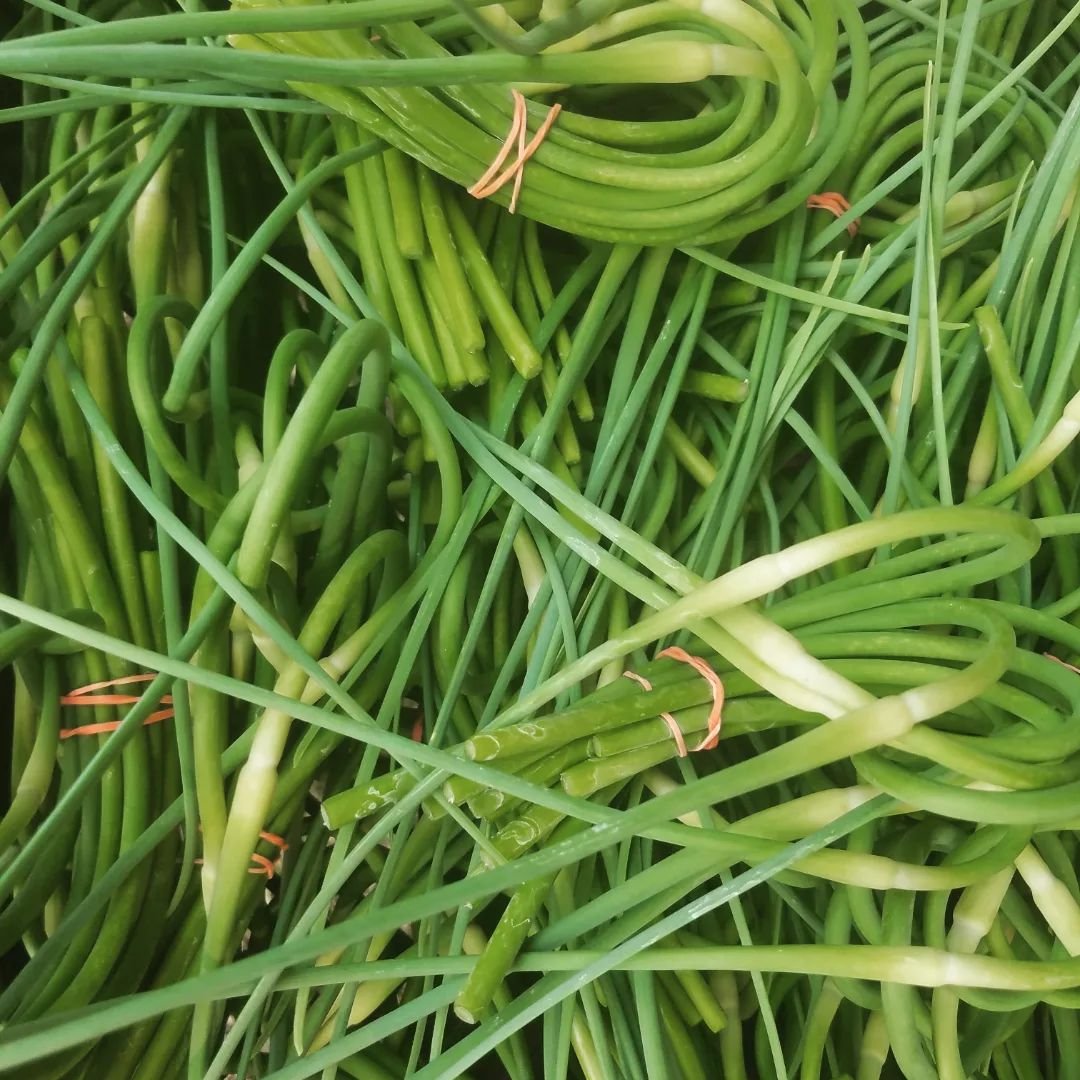 A pile of green onions with red and white wires, also known as Garlic Greens.