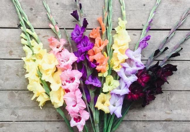 Gladiolus Flower Meaning : Symbolism and Significance in 2024