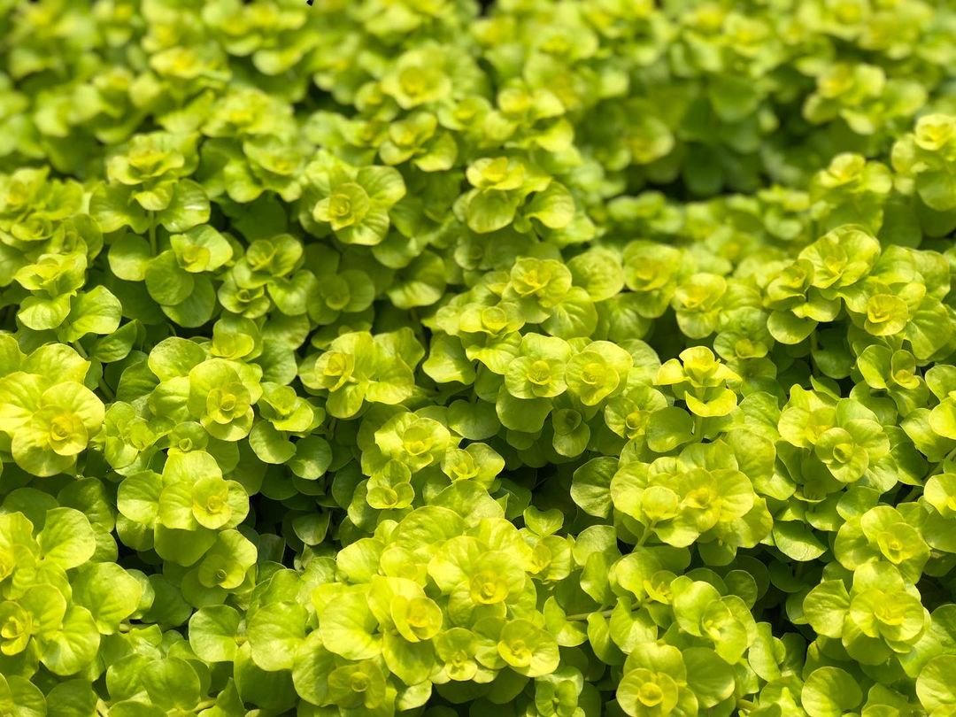 Detailed close-up of Golden Creeping Jenny, featuring numerous small green leaves that create a lush appearance.