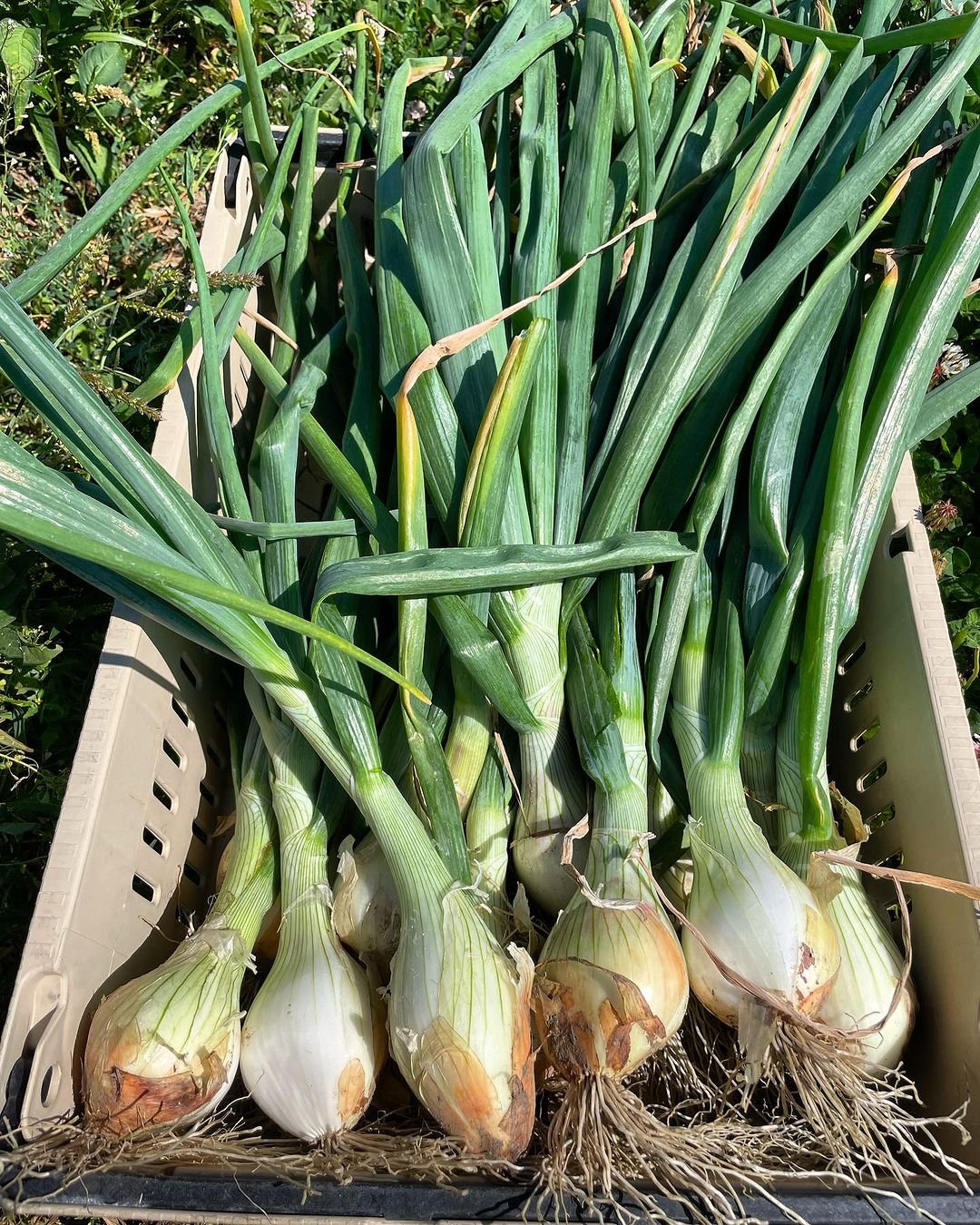 A crate filled with green onions placed on a patch of grass, showcasing fresh produce in a natural setting.
