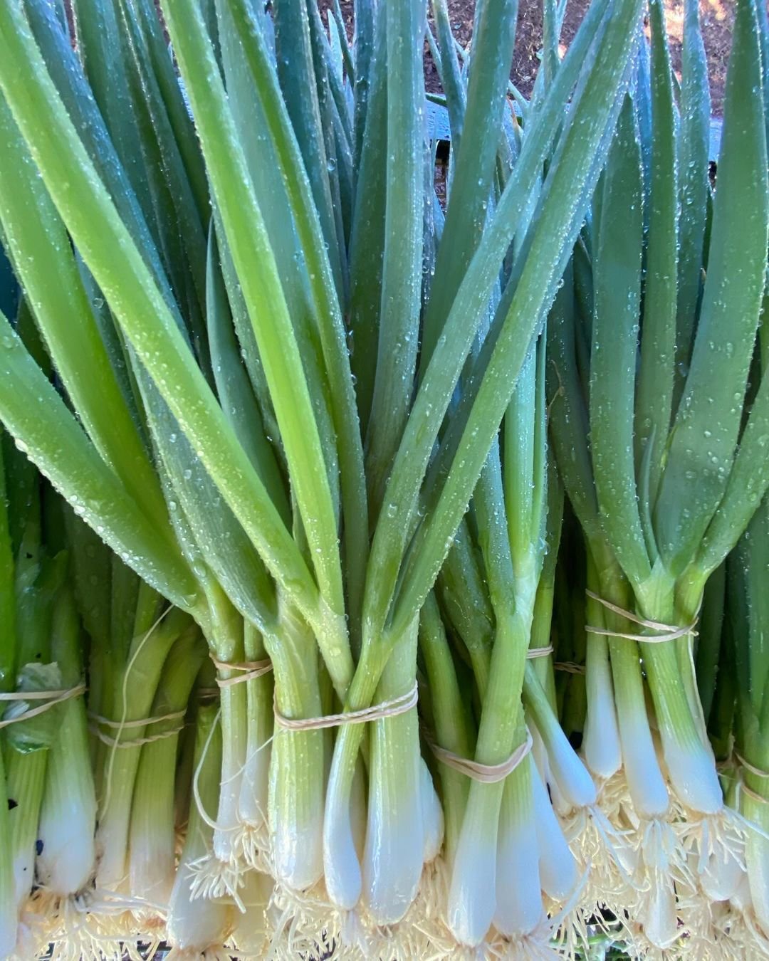 Fresh green onions neatly tied in bundles.