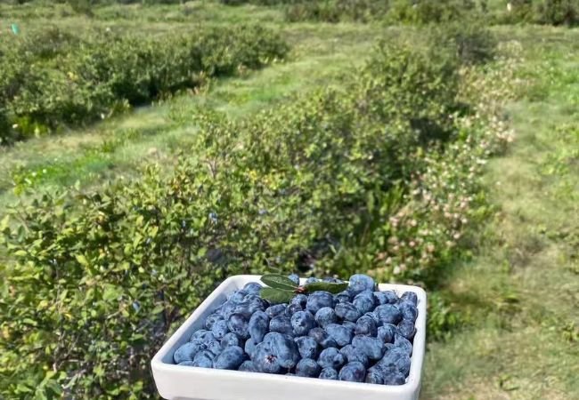 Haskap Berries : A Complete Guide to Growing, Harvesting and Using This Nutritious Superfruit