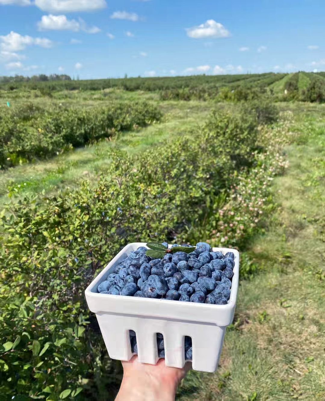 A person stands in front of a field, holding a basket filled with fresh blueberries and Haskap berries.