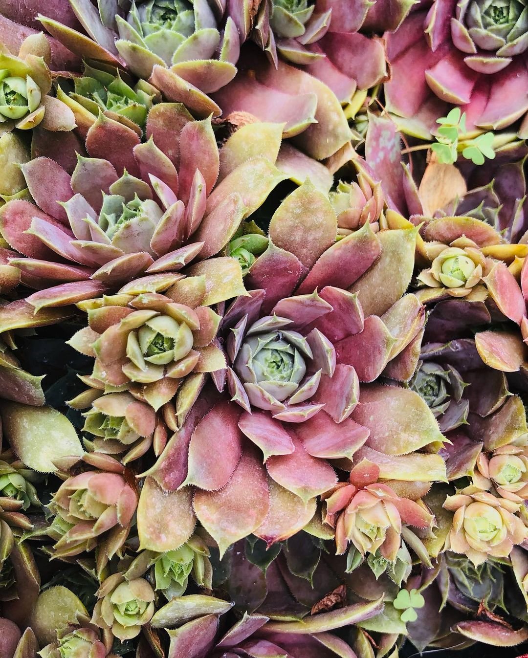 Detailed close-up of Hens and Chicks succulents, highlighting their intricate textures and diverse green hues.
