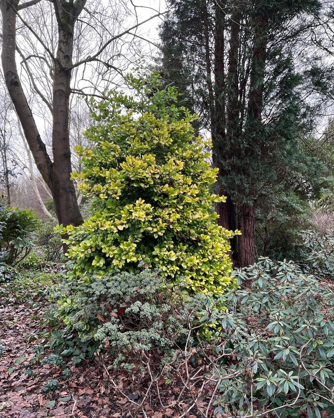 A small holly tree with vibrant yellow leaves stands out amidst the surrounding forest greenery.