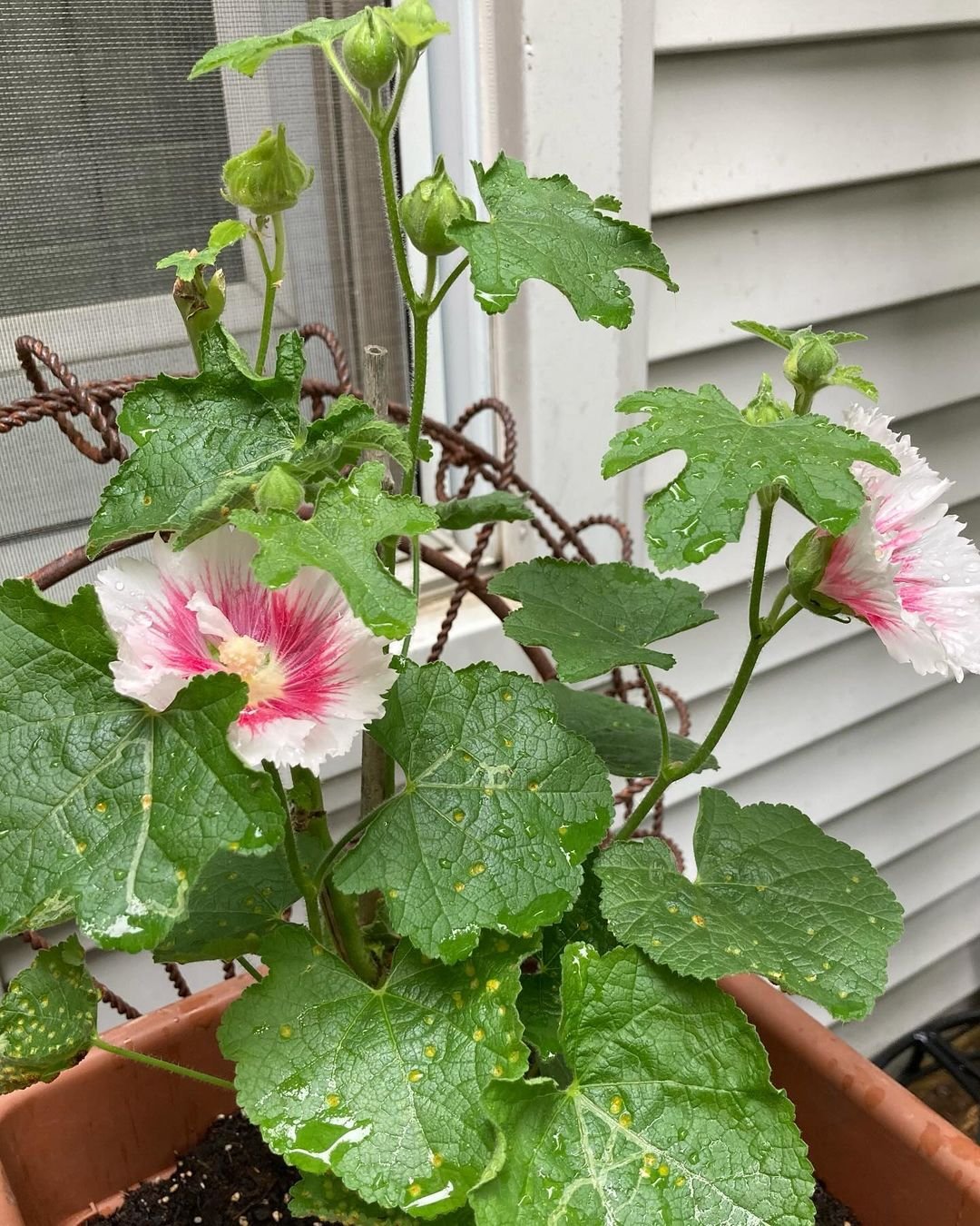 A potted hollyhock plant with vibrant pink flowers displayed on a charming porch, enhancing the outdoor ambiance.