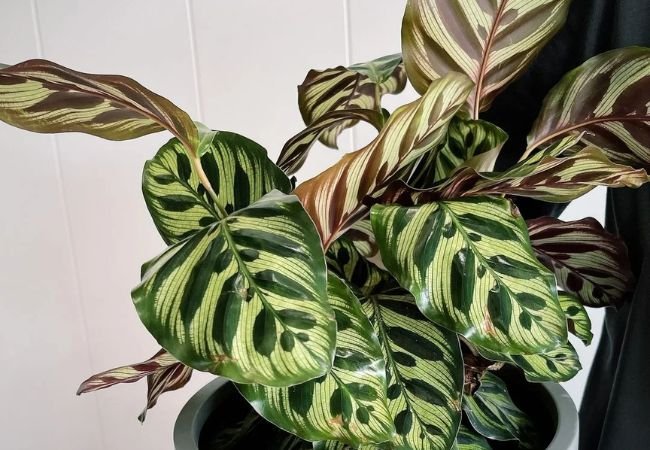 Houseplants That Prefer Staying Indoors : Plants That Don’t Like the Outdoors