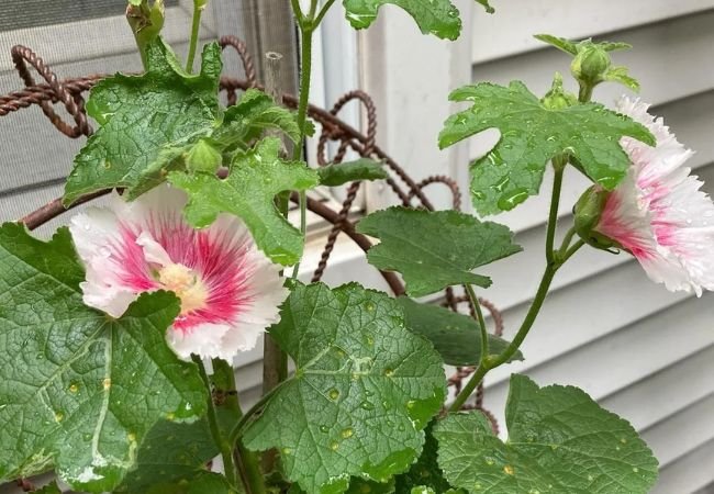 How to Grow Hollyhocks from Seeds : A Complete Guide for Beginners