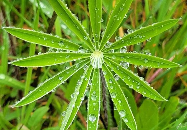 How to Protect Plants Against Dew : Essential Tips for Garden Success