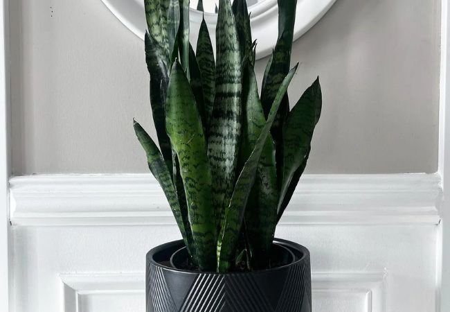 How to Successfully Repot Your Snake Plant : A Step-by-Step Guide