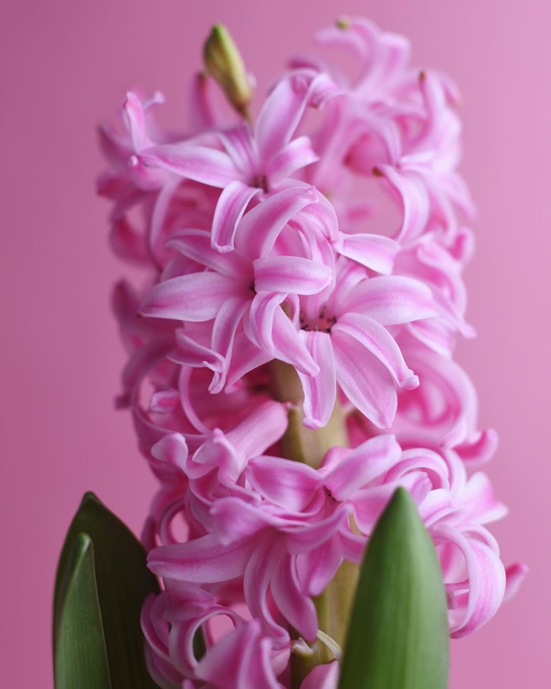 A pink hyacinth flower displayed prominently against a soft pink background, showcasing its delicate petals and vibrant color.