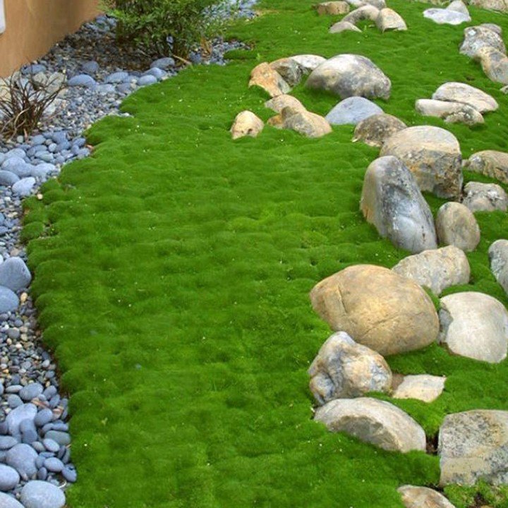 A lush grassy area adorned with Irish Moss and scattered rocks, showcasing a tranquil and picturesque outdoor scene.
