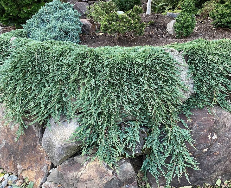 A large rock garden featuring a prominent Juniper tree at its center, surrounded by various stones and greenery.