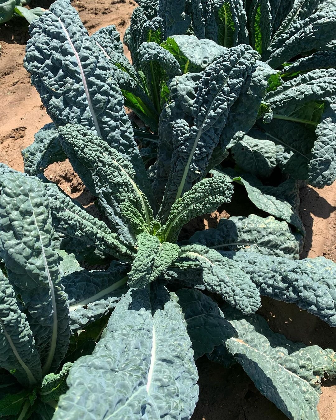 A large kale plant with numerous vibrant green leaves thriving in rich, dark soil.