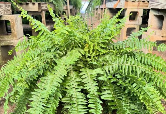 Kimberly Fern Care 101 : Tips for a Healthy and Vibrant Plant