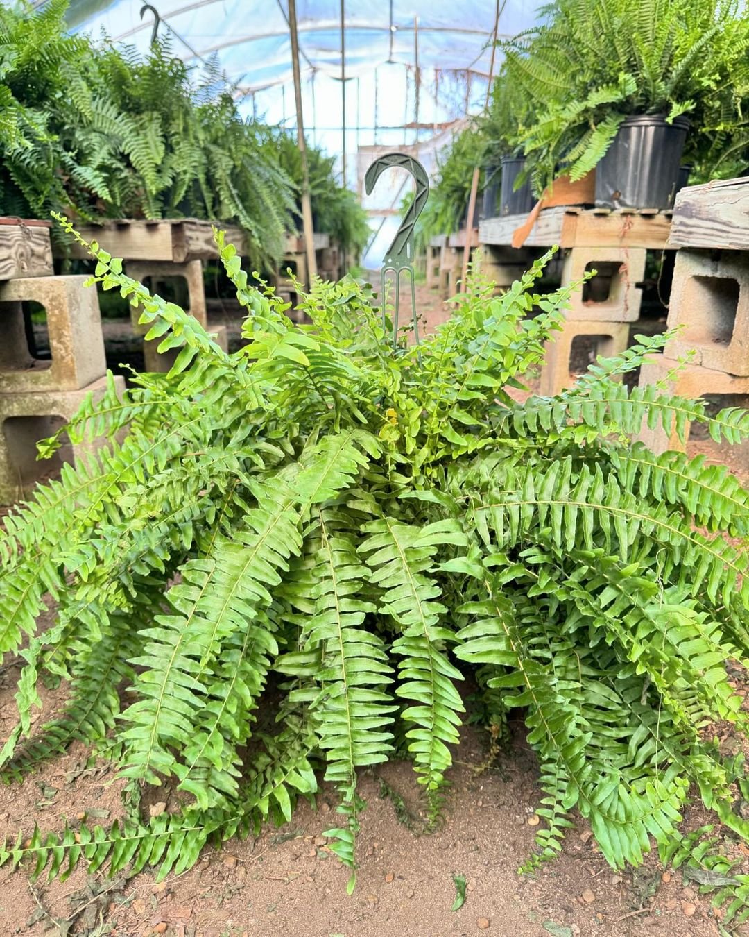 A large Kimberly Fern thriving in a greenhouse, showcasing its lush green fronds and vibrant foliage.