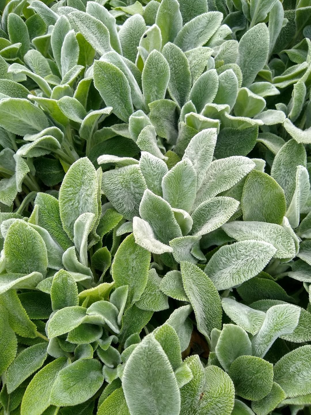  Detailed close-up of Lamb's Ear plant, highlighting its lush green leaves and velvety texture in natural light.