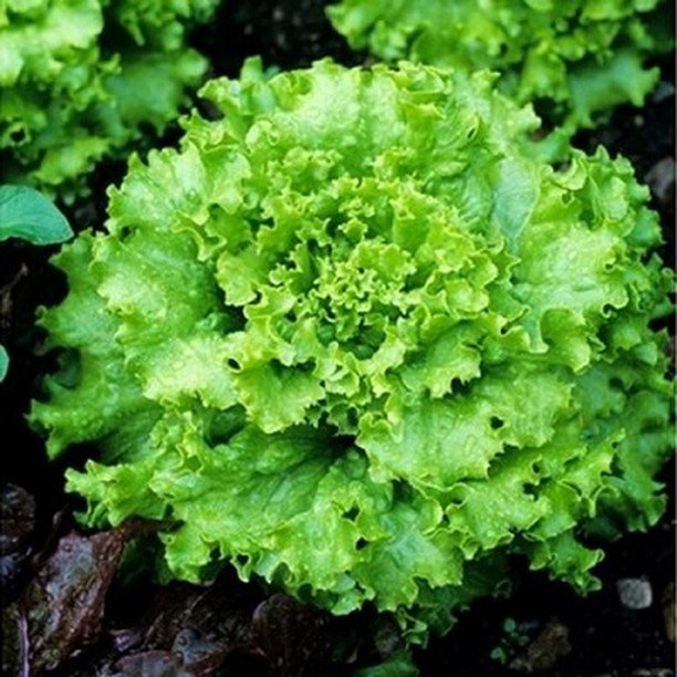 A close-up view of a vibrant green lettuce plant, showcasing its crisp leaves and fresh texture.