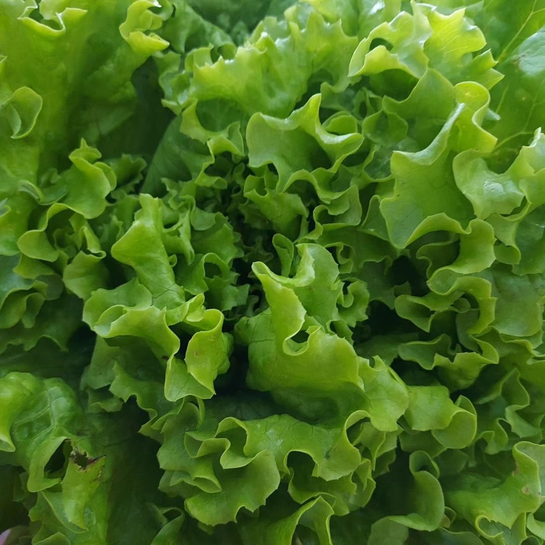 A close-up view of vibrant green lettuce leaves, showcasing their crisp texture and rich color.