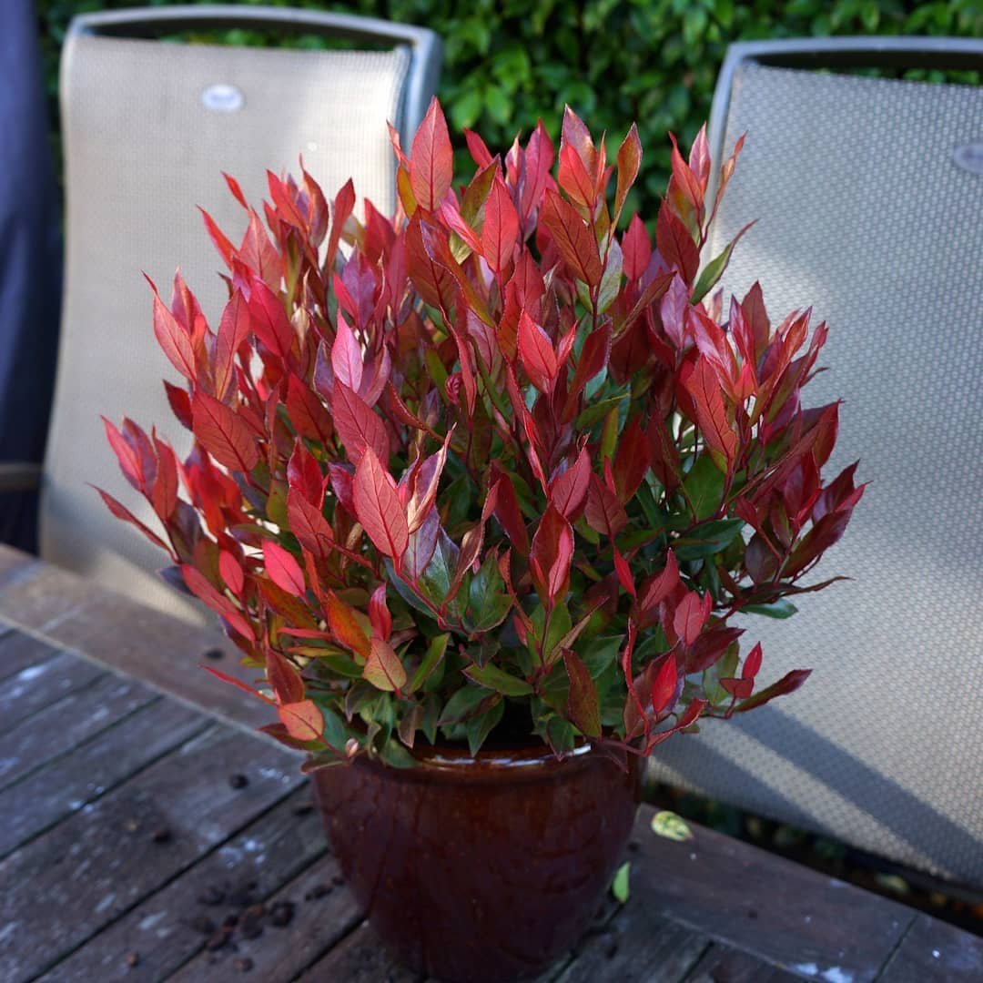 A Leucothoe plant displayed on a table, accompanied by a chair in the background, enhancing the room's decor.A Leucothoe plant displayed on a table, accompanied by a chair in the background, enhancing the room's decor.