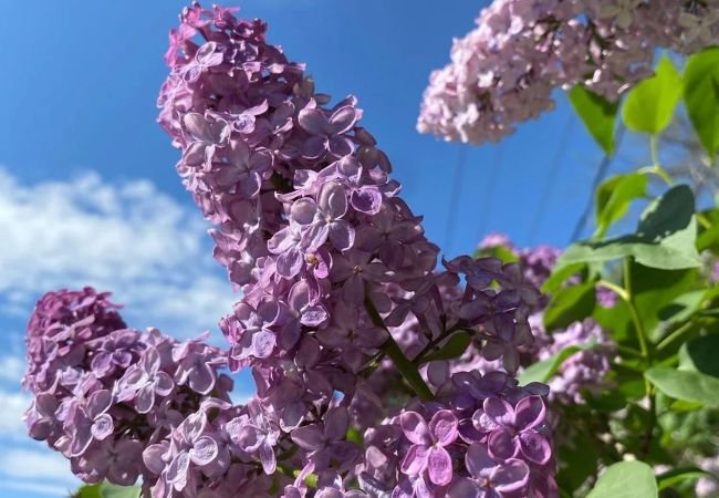 Lilac Bushes : How to Grow and Care for These Fragrant Blooms