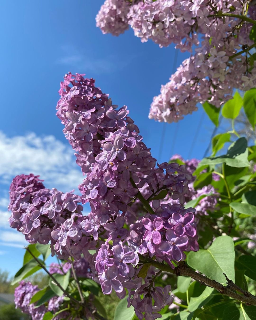 Lilac flowers bloom vibrantly against a clear blue sky, showcasing the beauty of lilac bushes in full springtime splendor.
