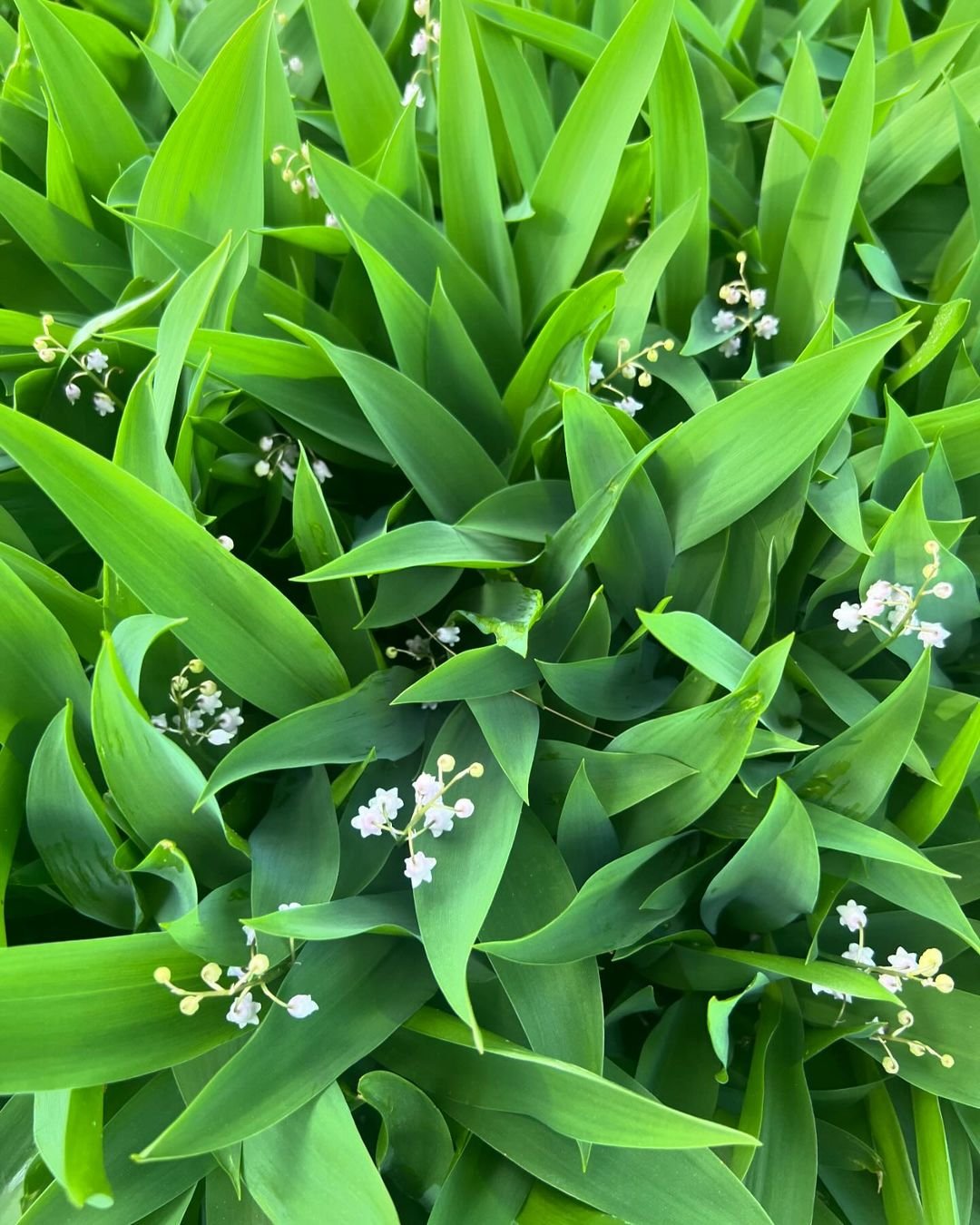 A cluster of lily of the valley flowers, featuring small white bells nestled among vibrant green foliage.