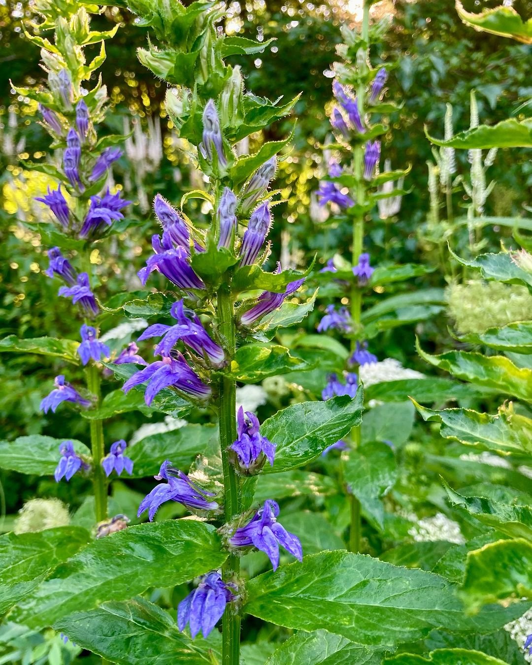 A vibrant cluster of blue lobelia flowers blooming in a lush garden setting, showcasing their rich purple hues.