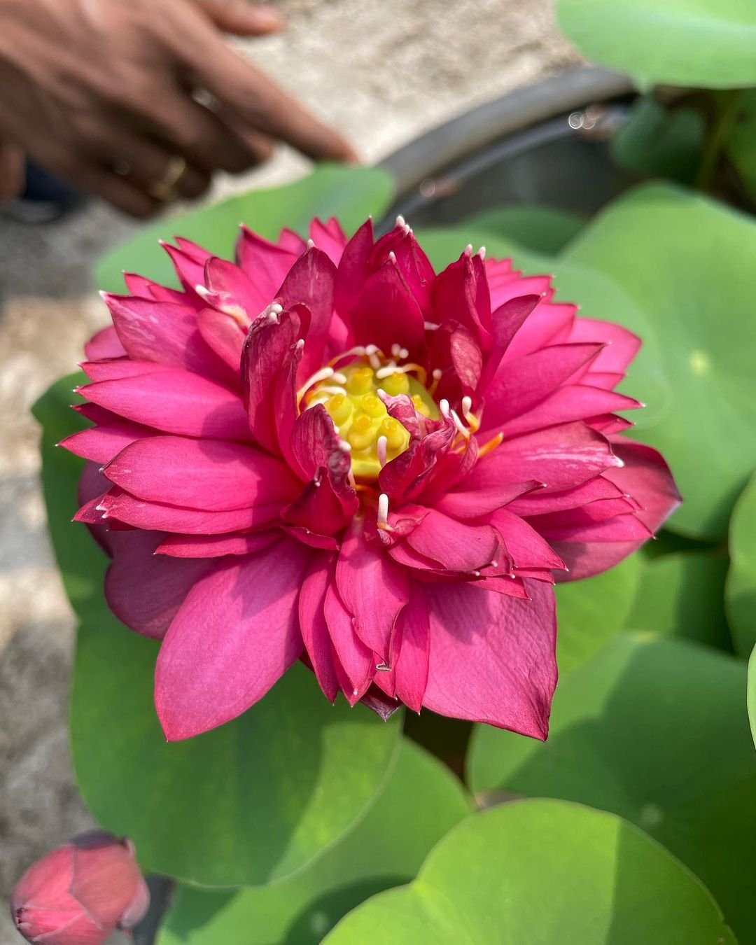 A vibrant red lotus flower (Nelumbo nucifera) blooming gracefully in a serene pond setting.