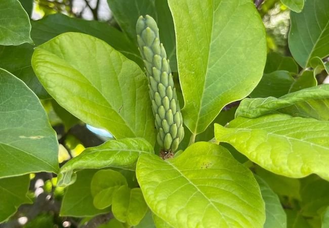 Magnolia Seed Pods : A Complete Guide to Harvesting and Growing (2024)