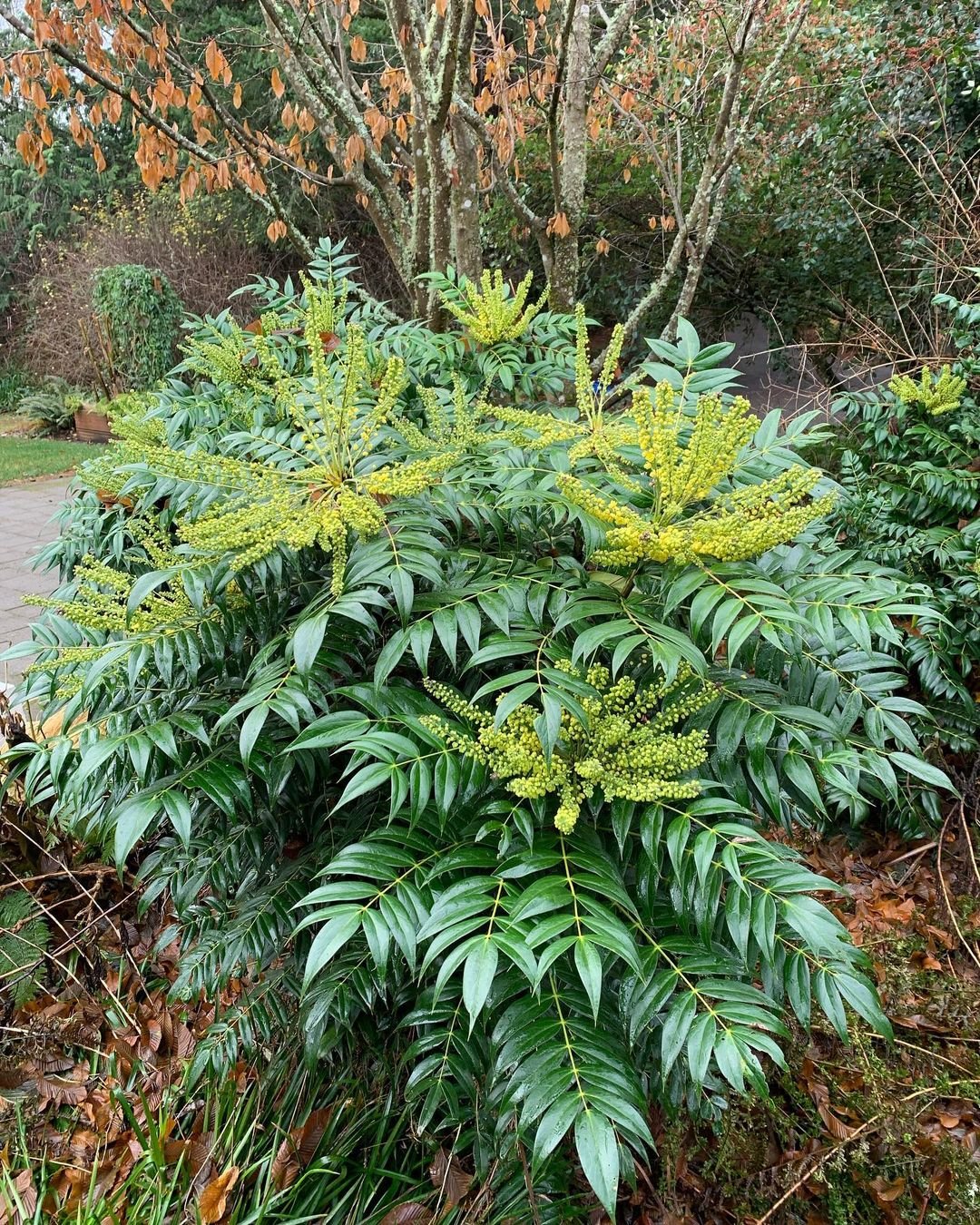 A bush of Mahonia displaying vibrant green leaves and bright yellow flowers, showcasing its natural beauty.