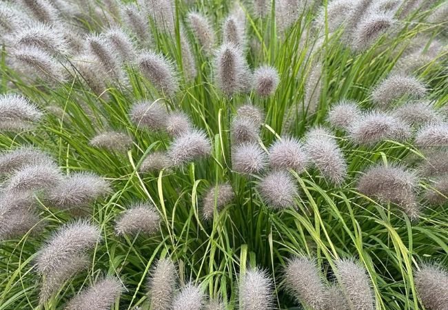 Maiden Grass : Growing and Caring for This Elegant Ornamental Grass