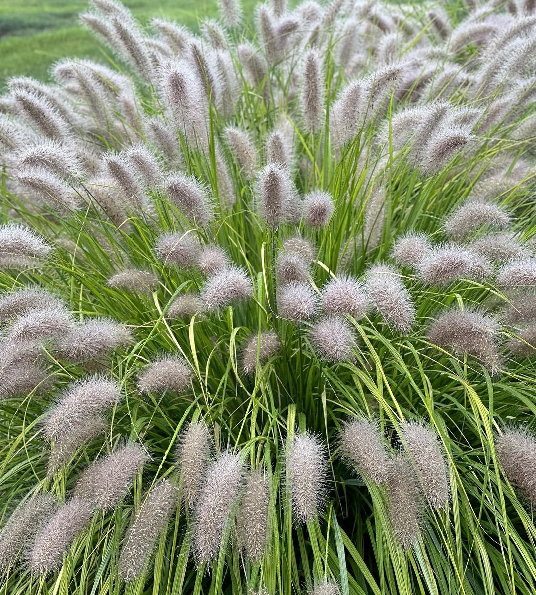 A large maiden grass plant featuring long, white, fluffy blades swaying gently in the breeze under a clear sky.