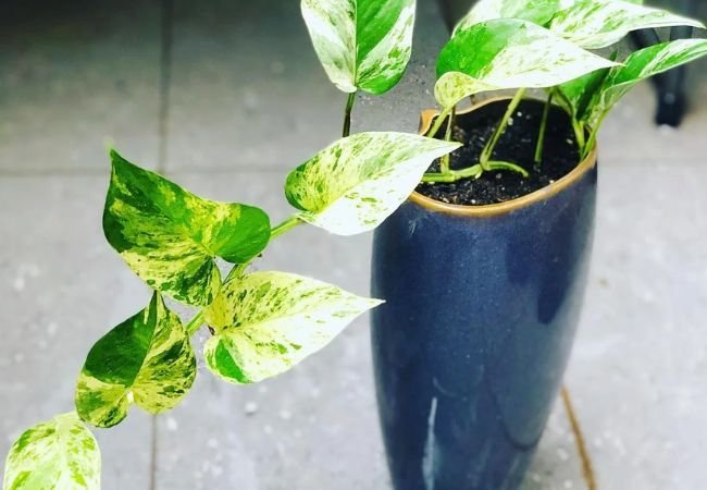 Marble Queen Devils Ivy : Growing and Caring for This Stunning Variegated Plant