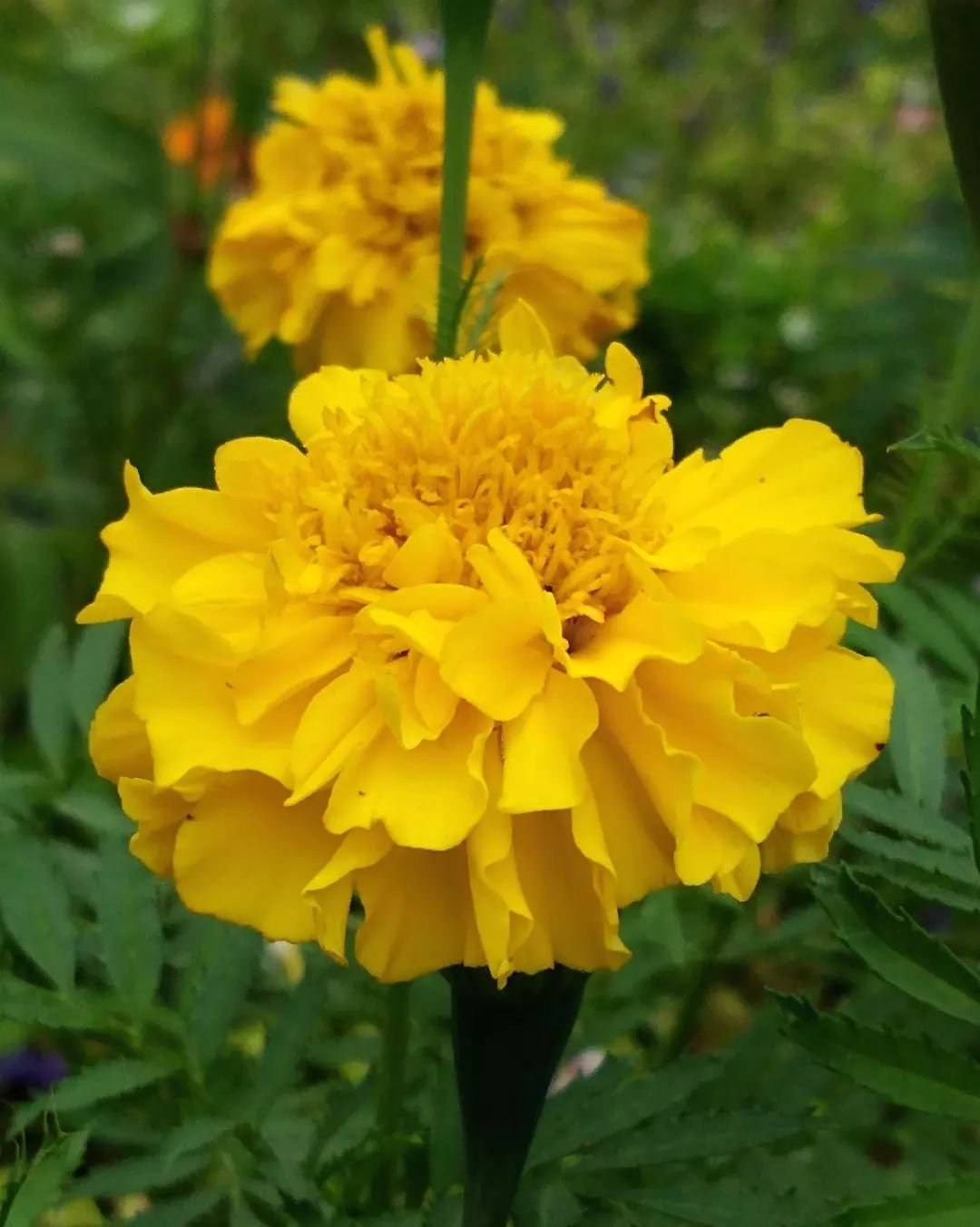 A vibrant display of yellow marigold flowers blooming in a lush garden setting, showcasing their bright and cheerful colors.
