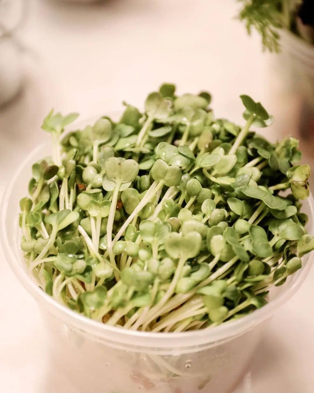 A bowl of vibrant microgreens sprouts elegantly placed on a wooden table, showcasing their fresh and healthy appearance.