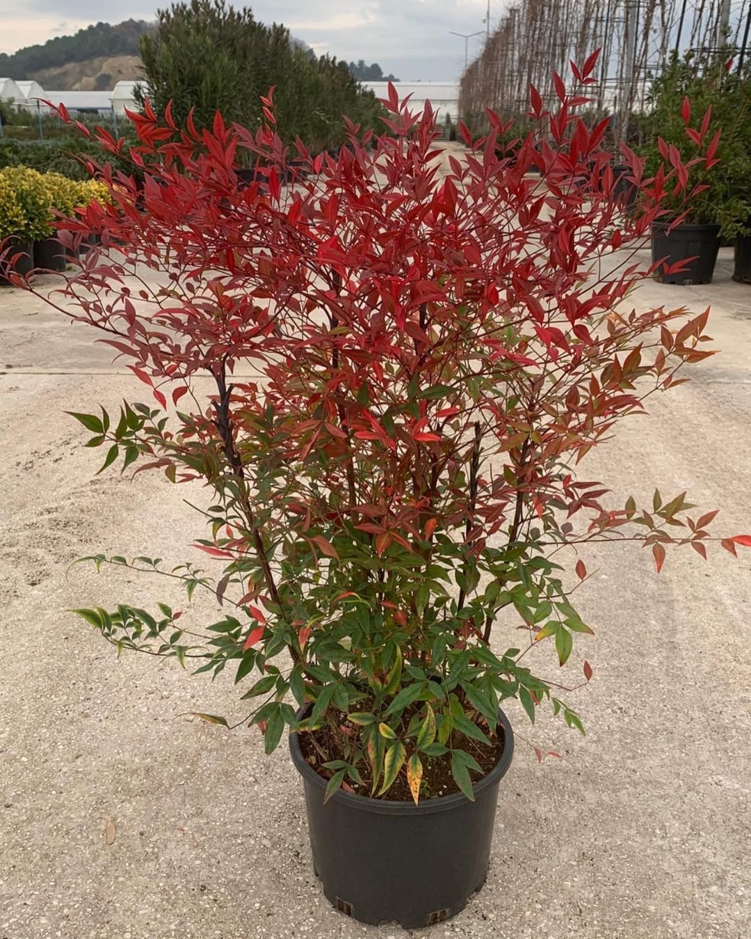 A vibrant red Nandina plant in a sleek black pot, positioned on the ground, showcasing its striking foliage.