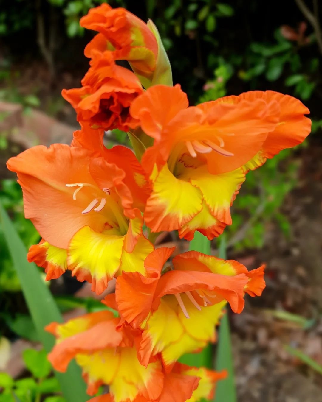  A vibrant orange Gladiolus flower featuring a striking yellow center, showcasing its natural beauty and vivid colors.