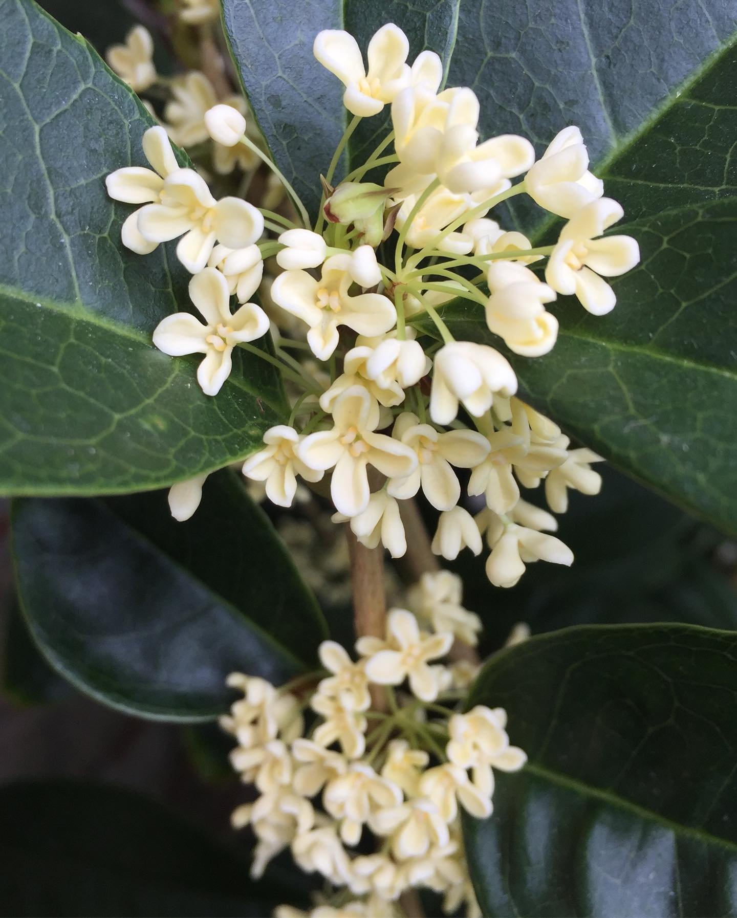 Close-up of Osmanthus plant featuring delicate white flowers against a blurred green background.