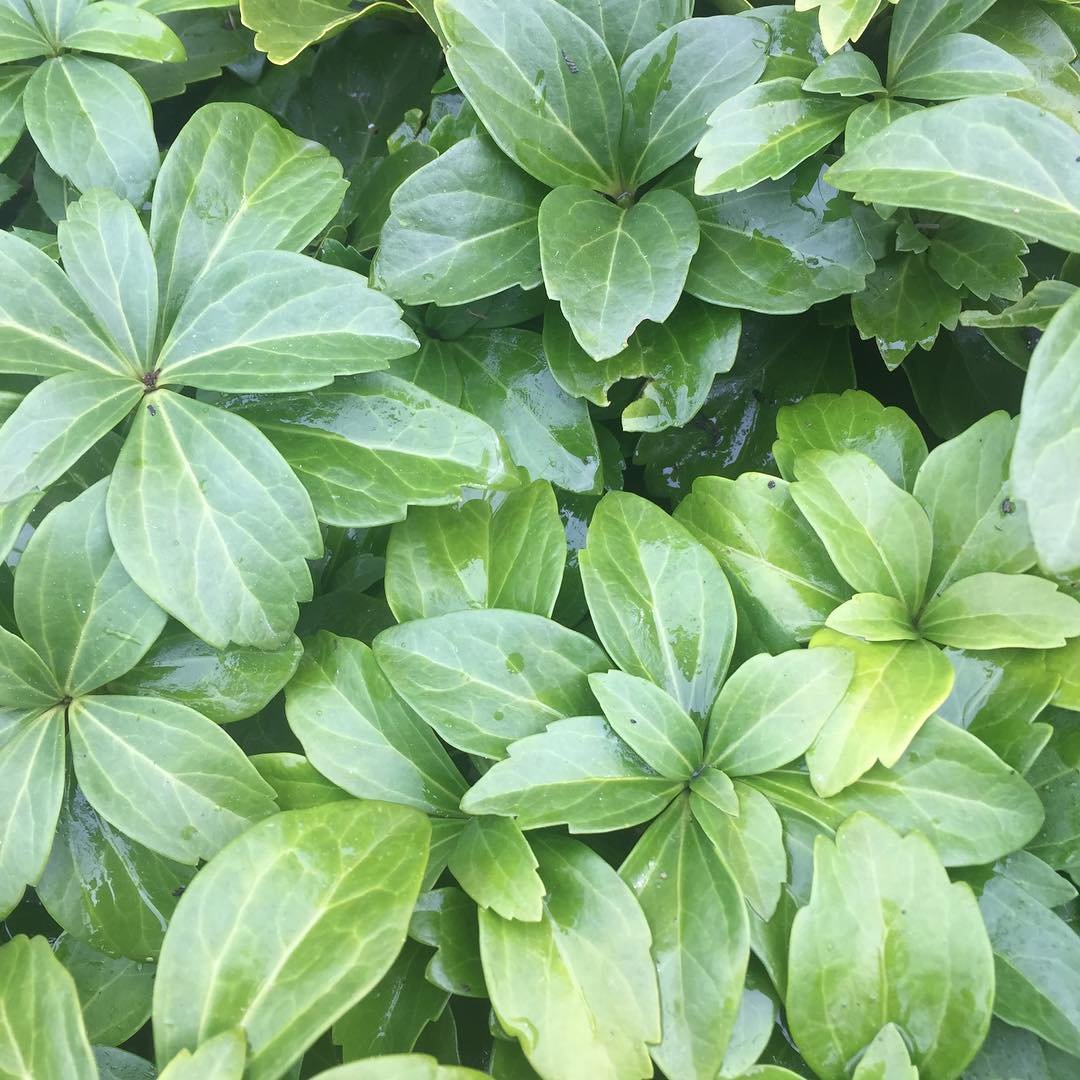  Detailed view of Pachysandra foliage, highlighting the rich green leaves of the bush in a serene environment.