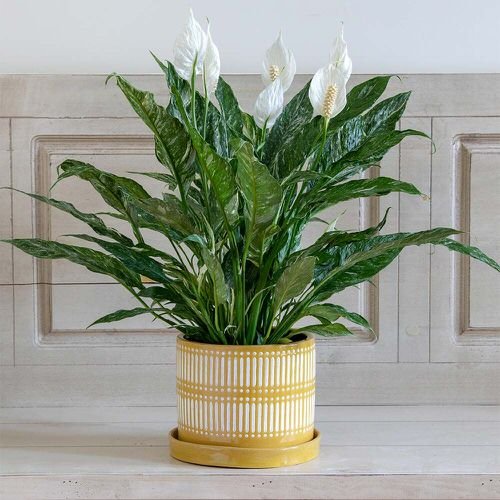 A yellow and white Peace Lily in a potted plant on a wooden table.